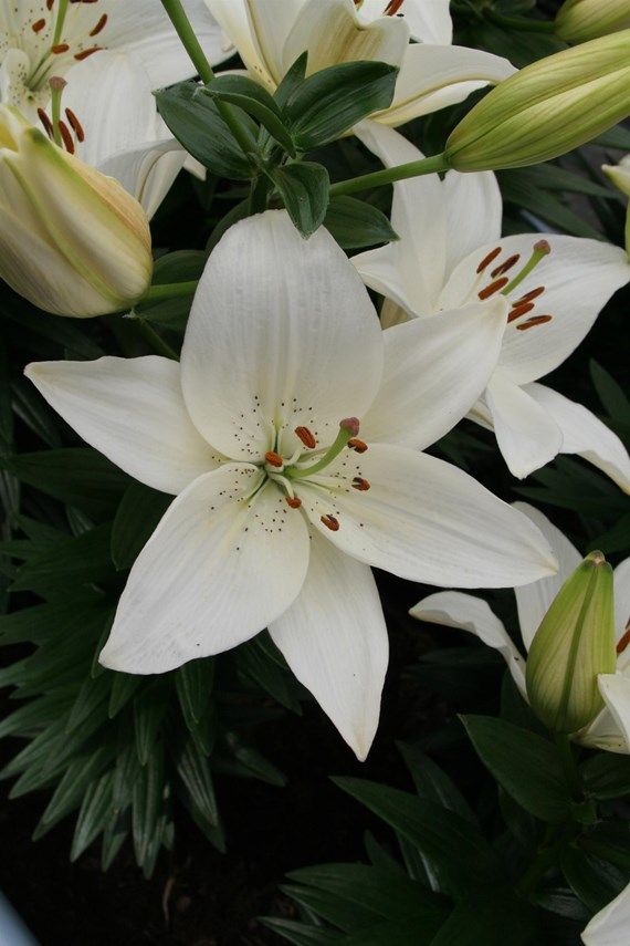 Lilium Asiatic 'Inuvik'